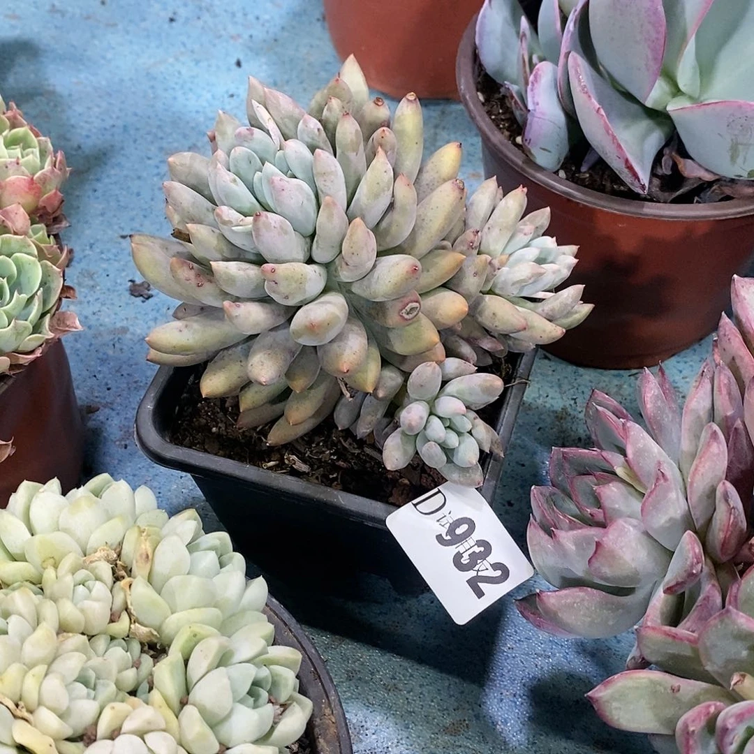 用****4932所罗门多肉植物