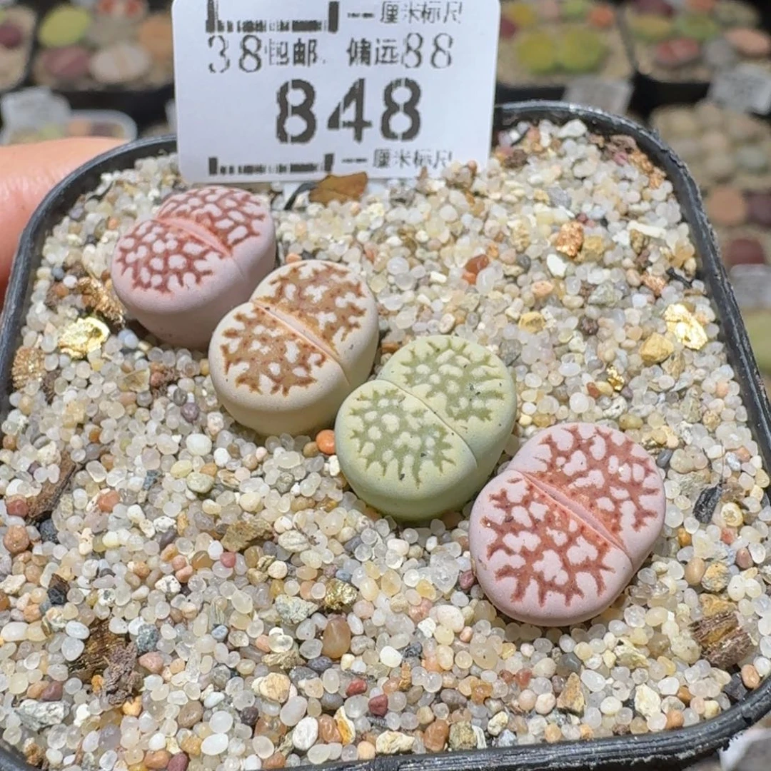 Sss清仓价便宜出848