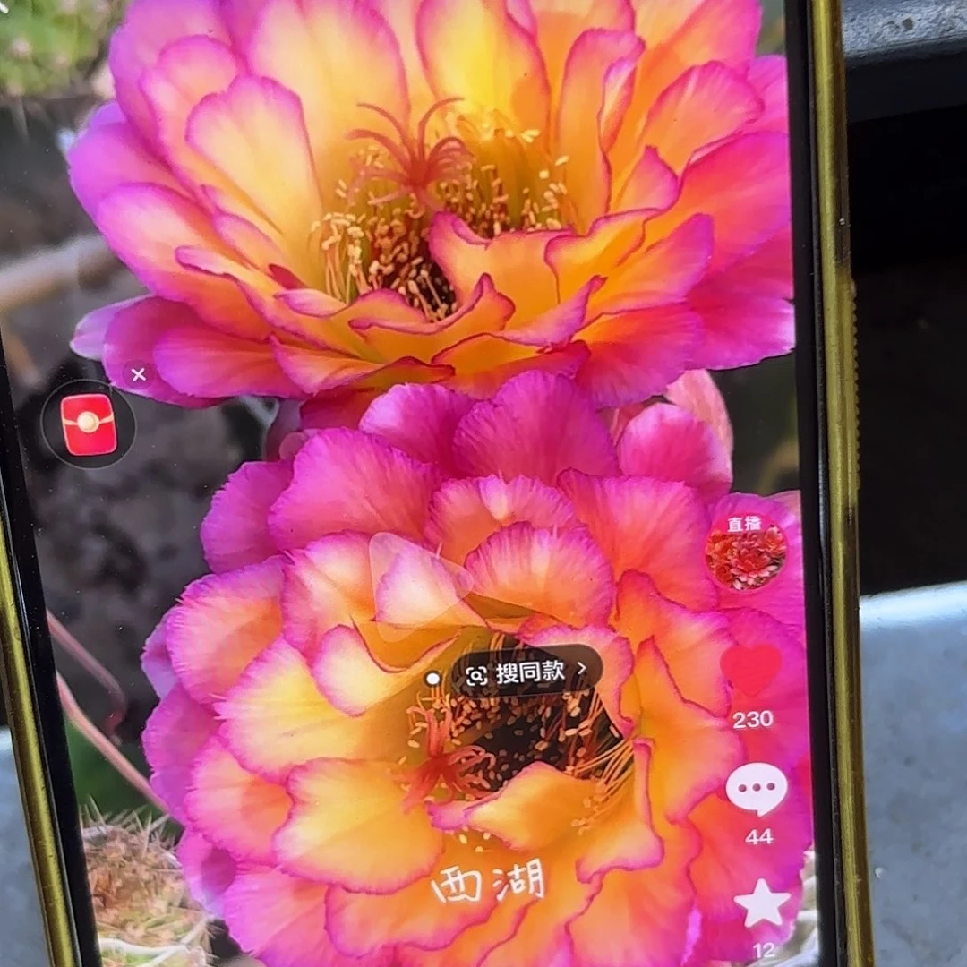 苏气尔毛侧牙20包邮仙人球13