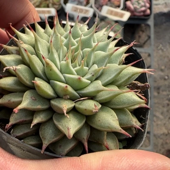 18银星多肉植物多