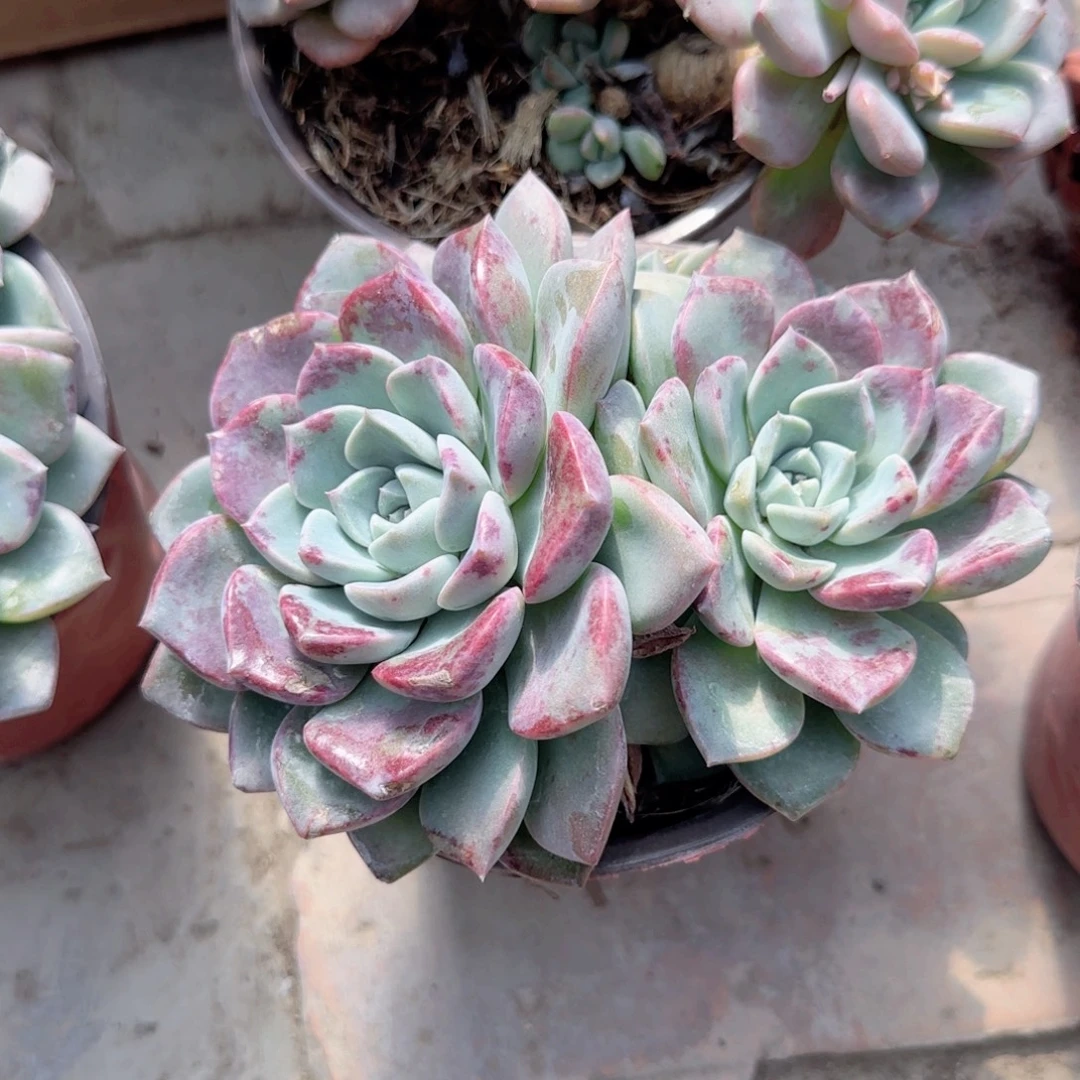 无花朵海琳娜双头