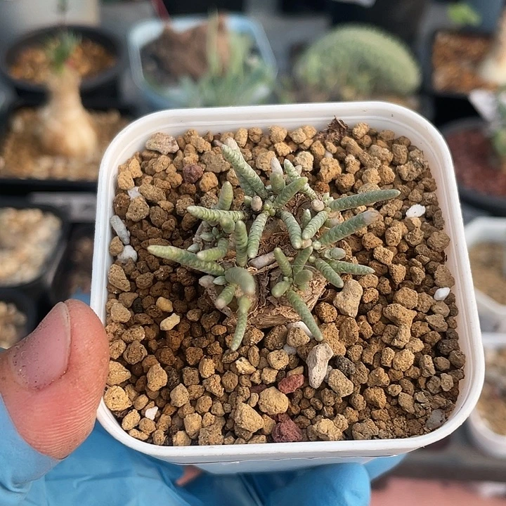 563产地韧锦块根植物