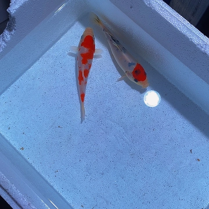 锦鲤锦鲤活鱼开箱包活