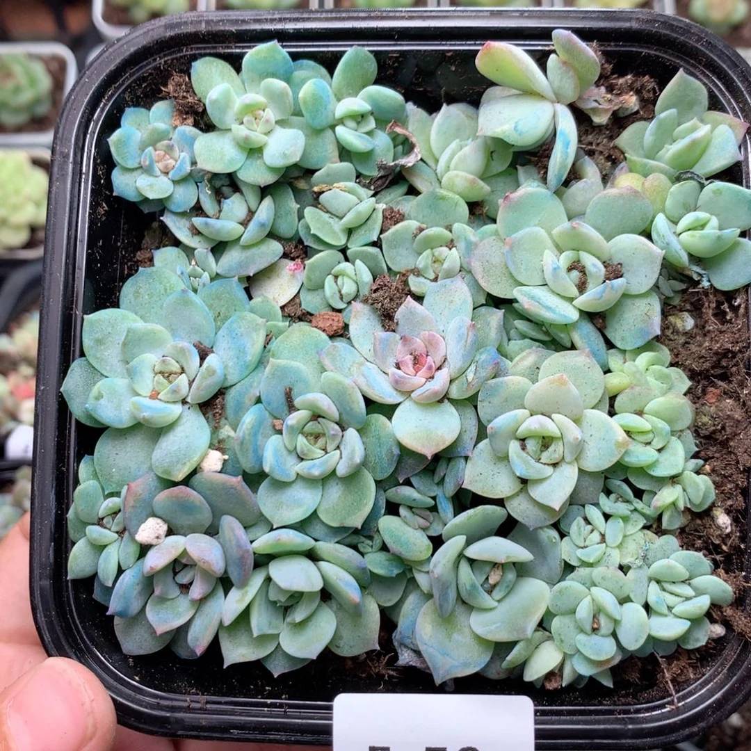 无花朵F56英语英语