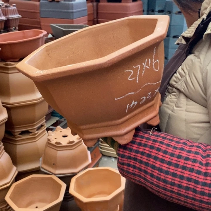 花盆紫砂只顾看电视