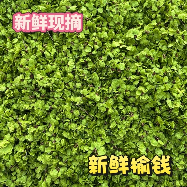 【新鲜榆钱】25年河南现摘榆钱天然野菜榆钱野生时令蔬菜饭榆钱窝窝