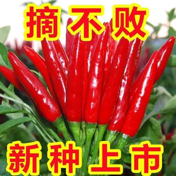 朝天椒种子辣早熟辣椒种籽农家菜园蔬菜种子阳台盆栽四季播