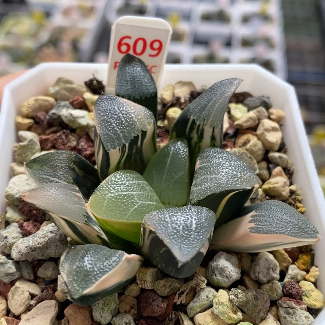 609号和田玉克锦多