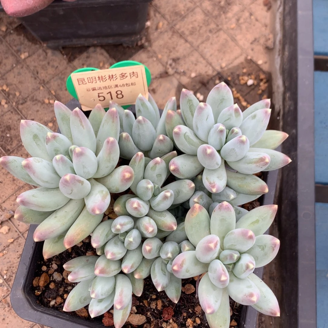 松果美人老桩平头518