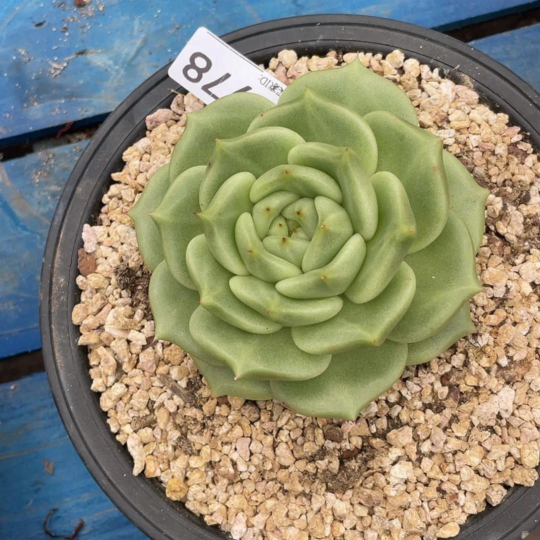 若如东云单拍F978