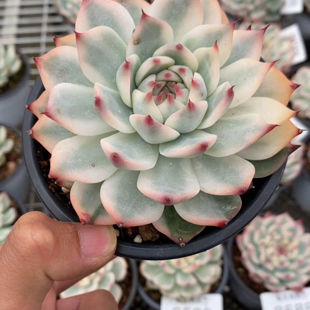 吉娃娃锦多肉植物8614