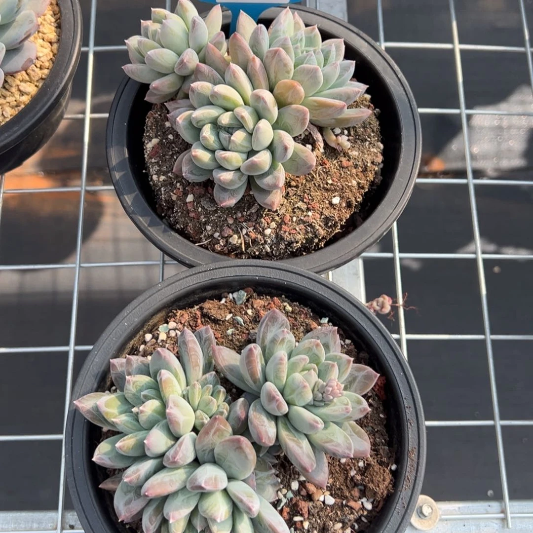 灿*2177.2178多热多饿饿饿饿饿