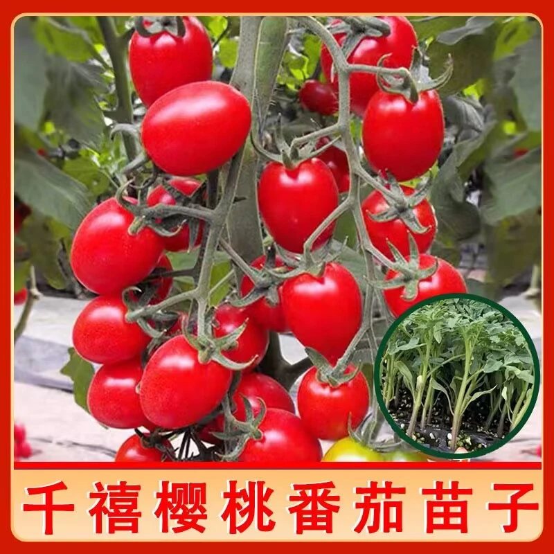 寿光超甜圣女果红千禧秧苗皮薄超甜樱桃西红柿种子四季盆栽高产