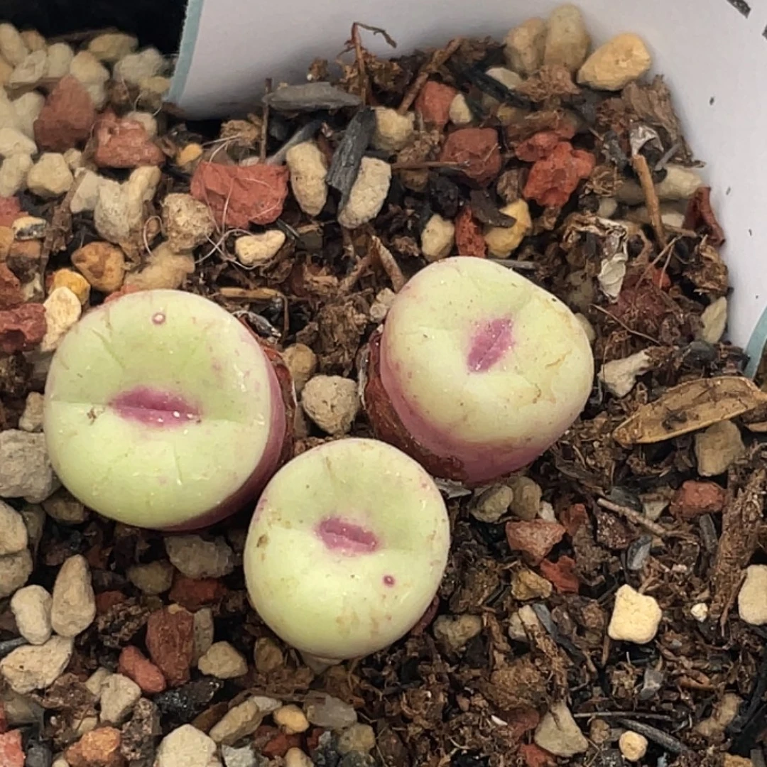 23-27嘴多肉植物肉锥