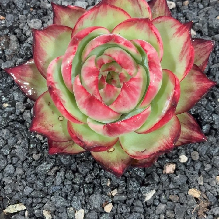 多肉植物惊鸿仙子