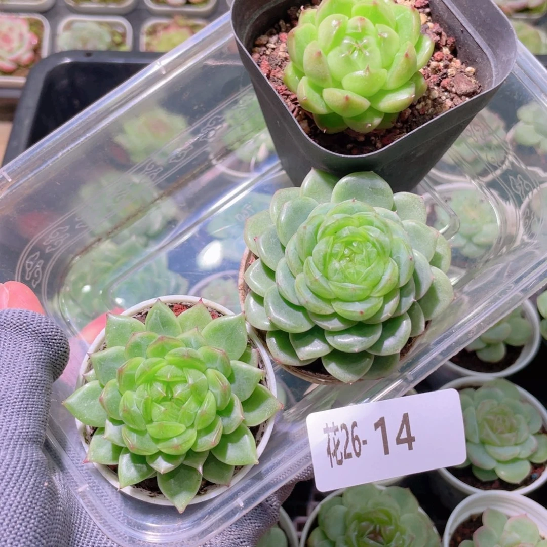 花利美26-14多肉3颗