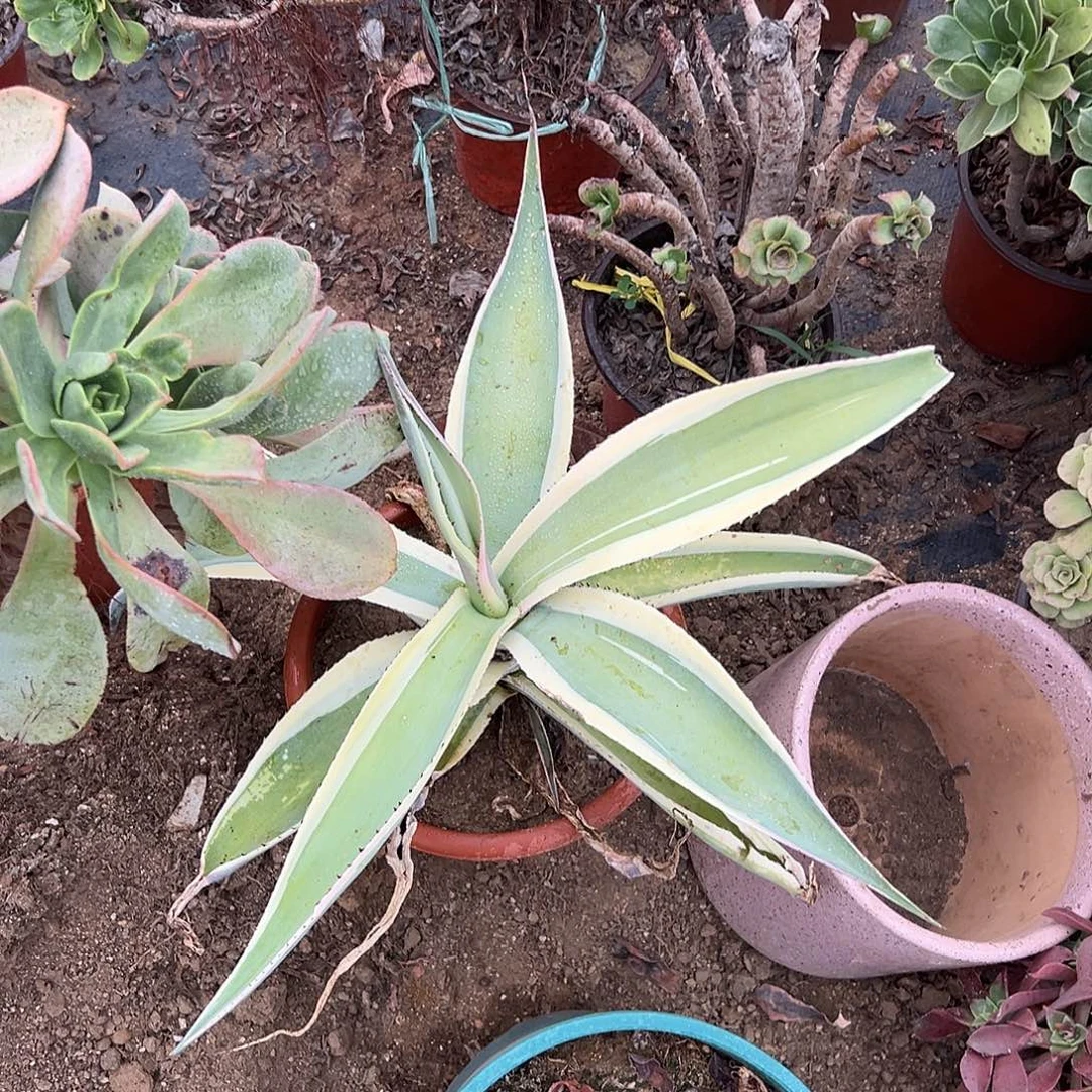 多肉植物翠苍龙大单头