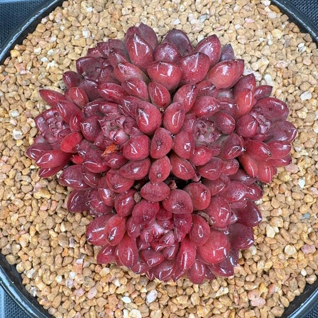 从前慢花园精选0112-红宝石