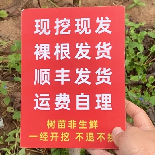 思***念吊坠文玩核桃龙鼎