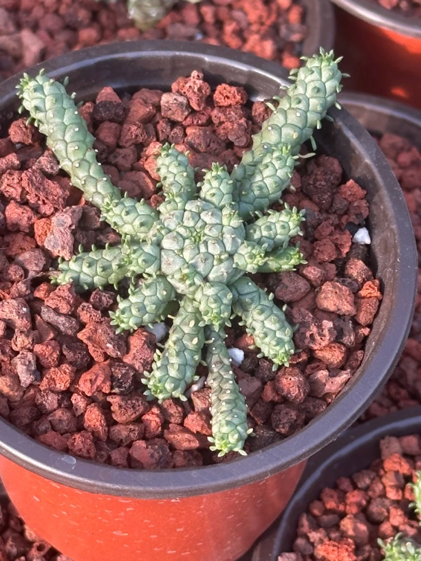 多肉植物杂交大戟