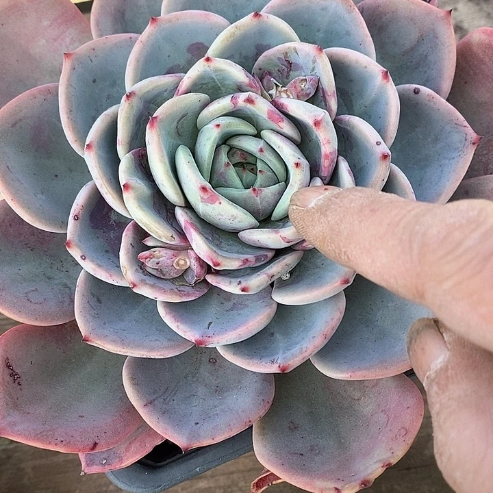 526————直播福利