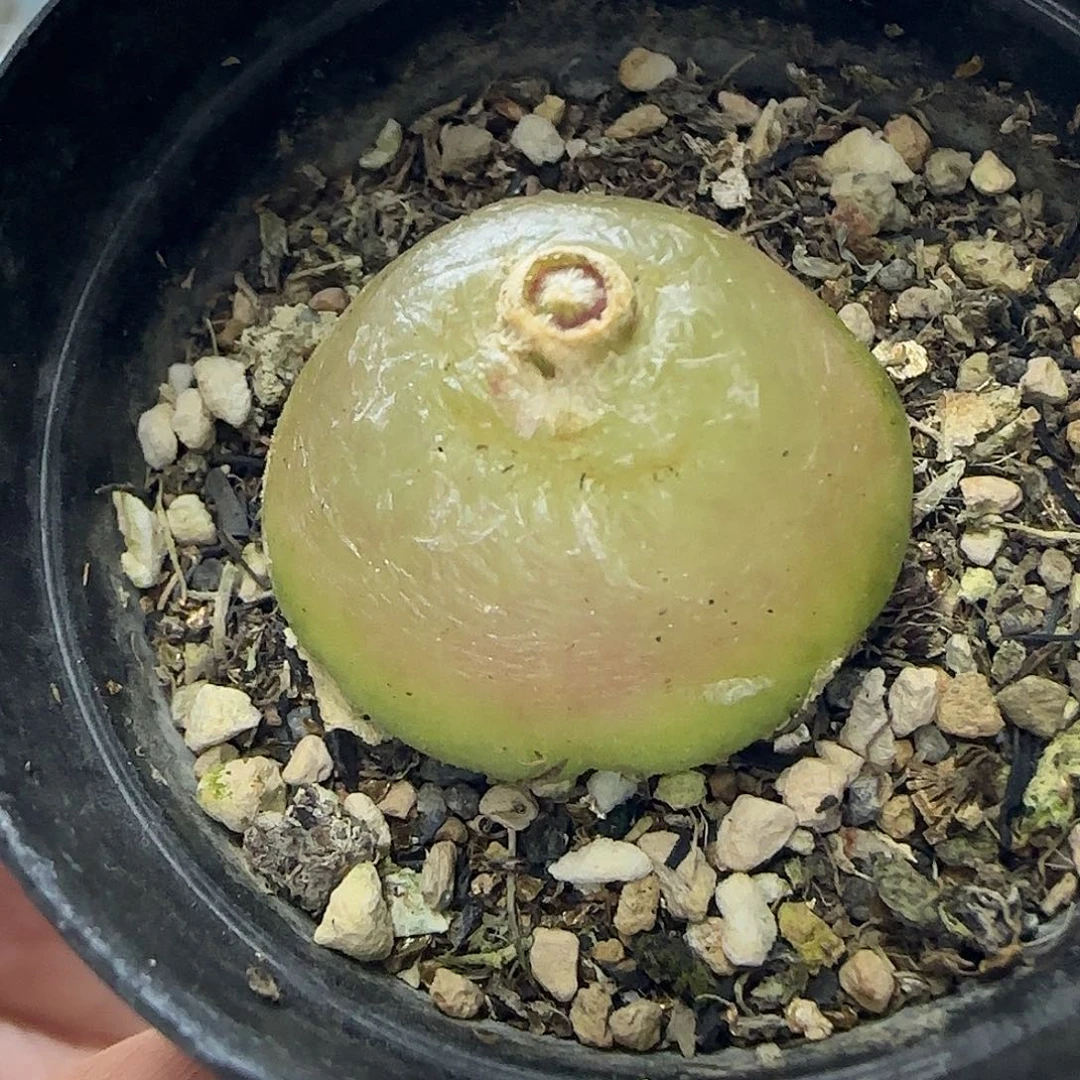 602大灯泡2.8厘米带盆土