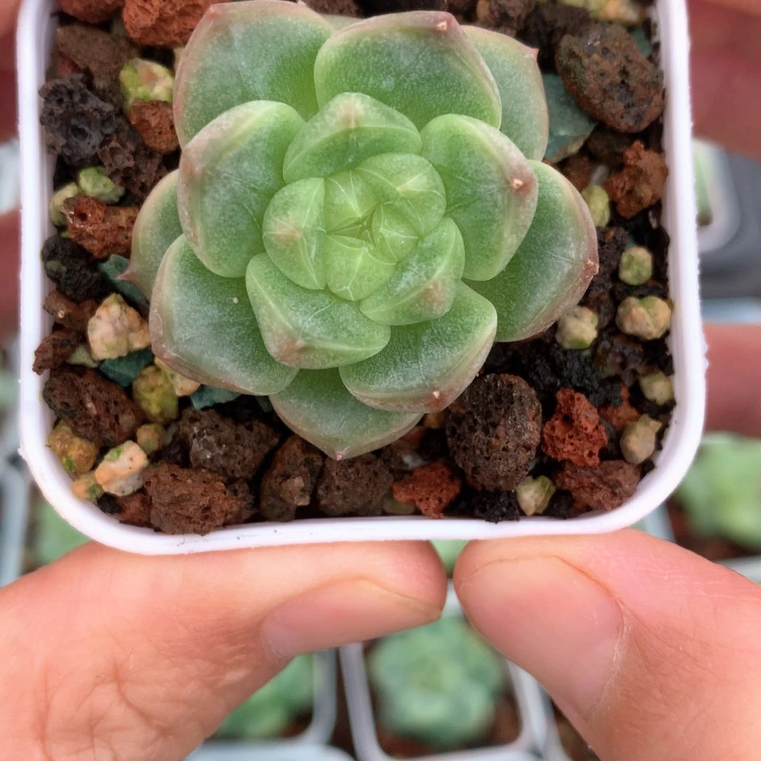 东云体白心一颗5号♥️