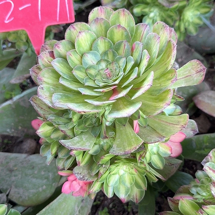 2-171知否多肉法师