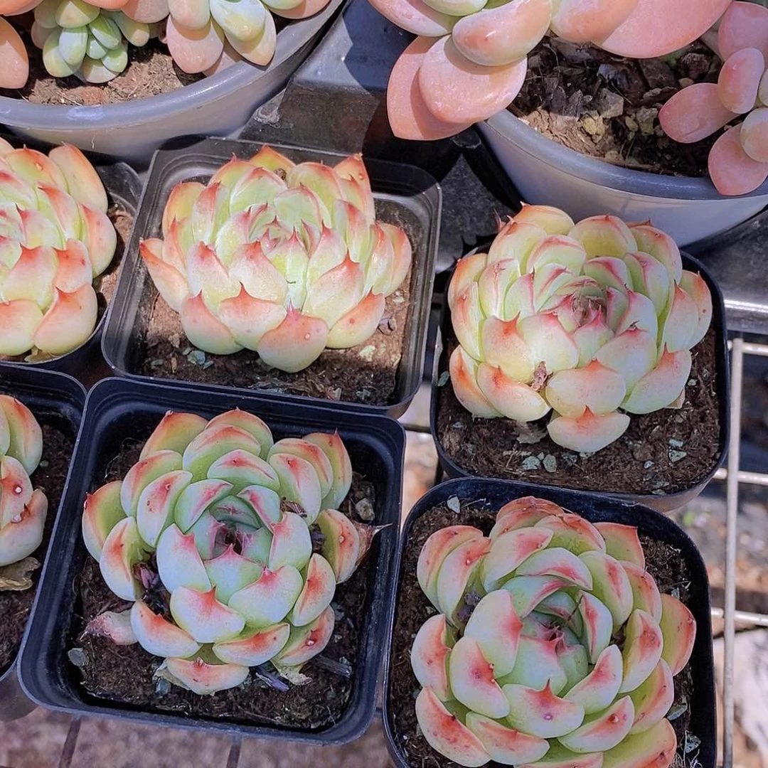 0617- 勾魂仙子单头一颗量拍