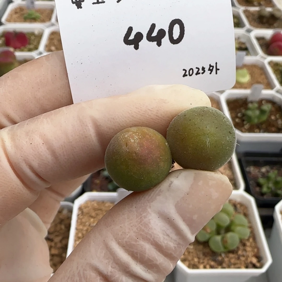 ?多肉多肉多肉2025-440