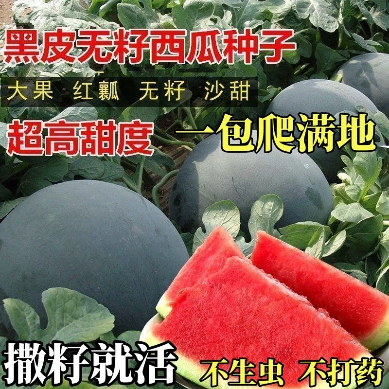 超甜无籽西瓜种子黑皮高产薄皮红心特大西瓜种籽四季蔬菜水果种孑