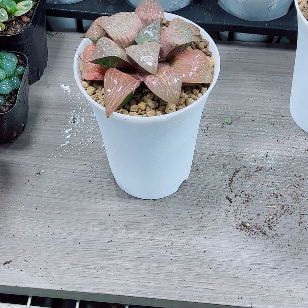 粉玻璃玉露一勿一拍