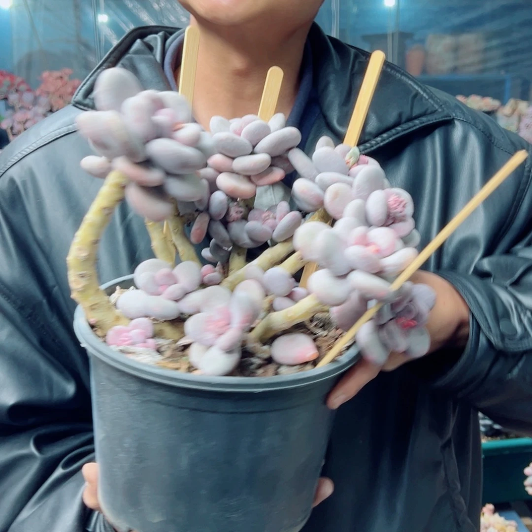 大叶奶多肉植物00000