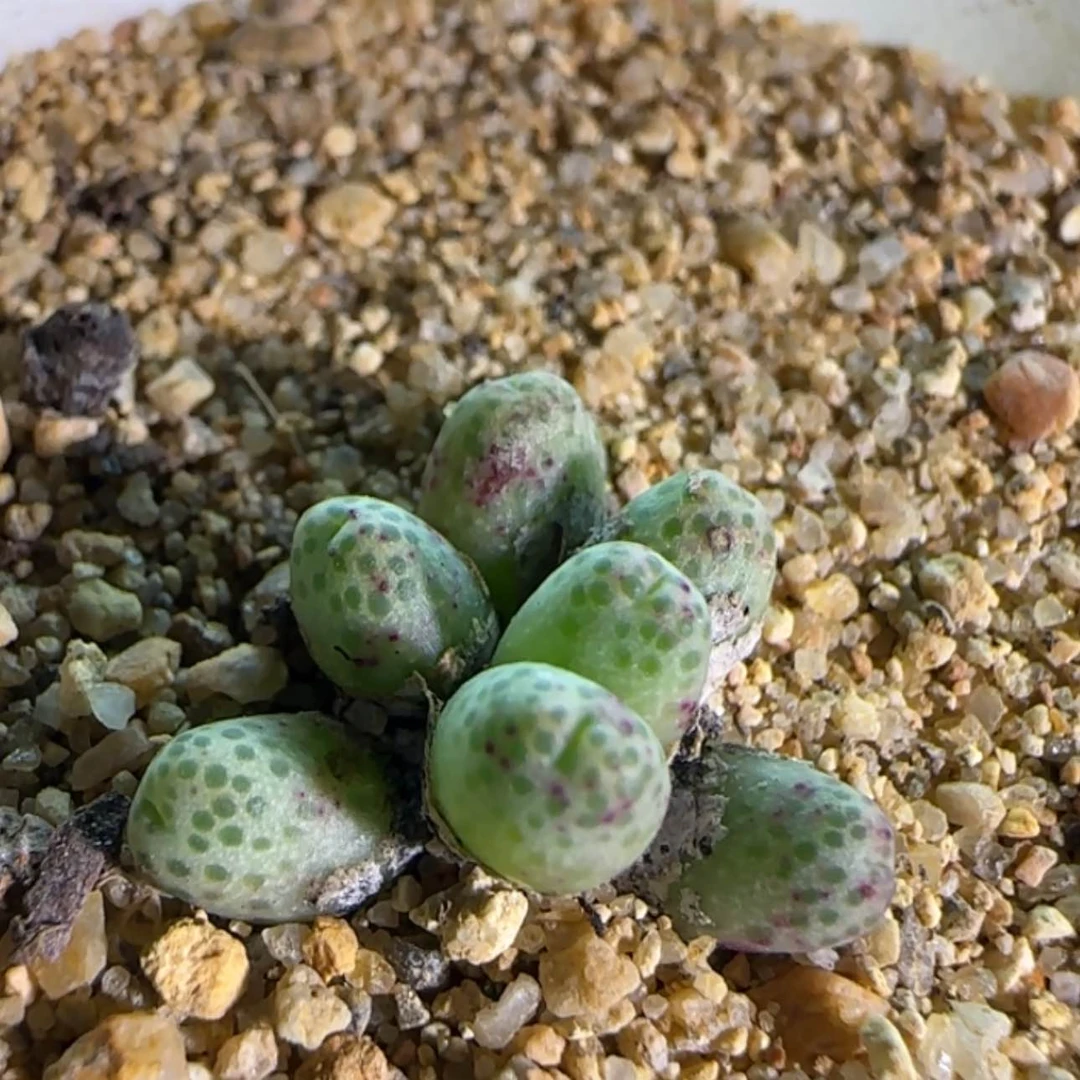 【闪购商品】18998草莓斑马