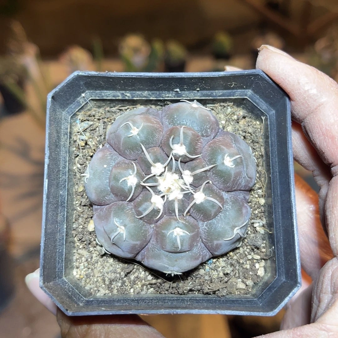 实生大尤龟甲铅皮紫色