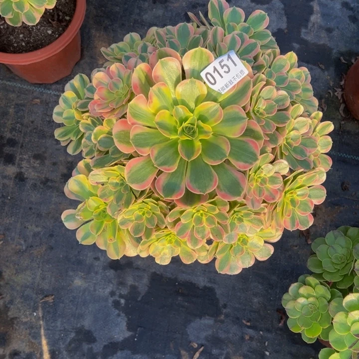 子***語妖月0151111111111111