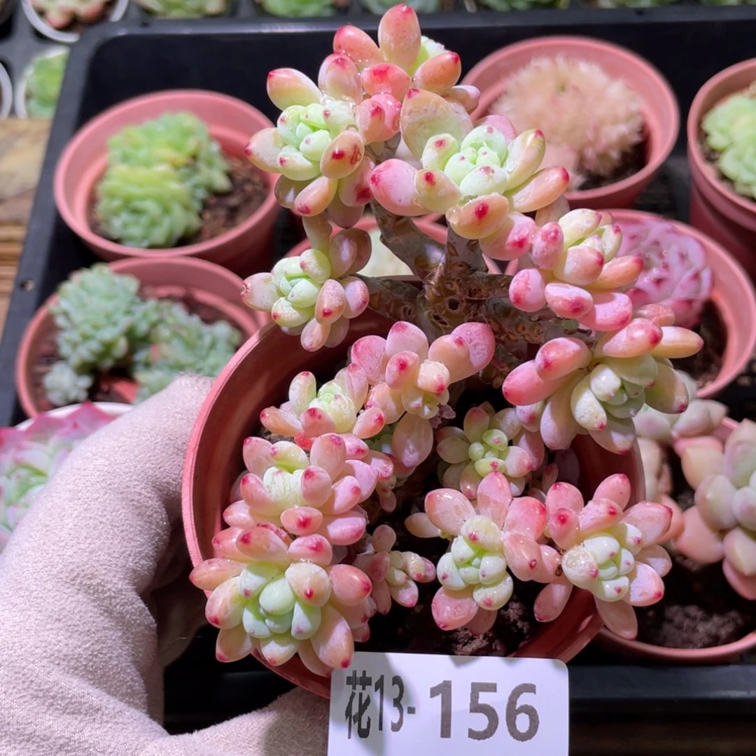 花利美13-156罗琦