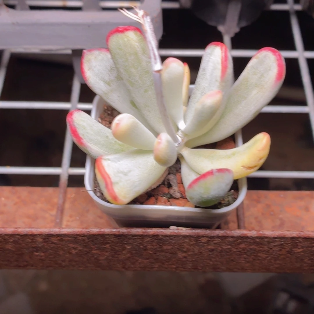 棒叶福娘锦多肉9.9包邮发货