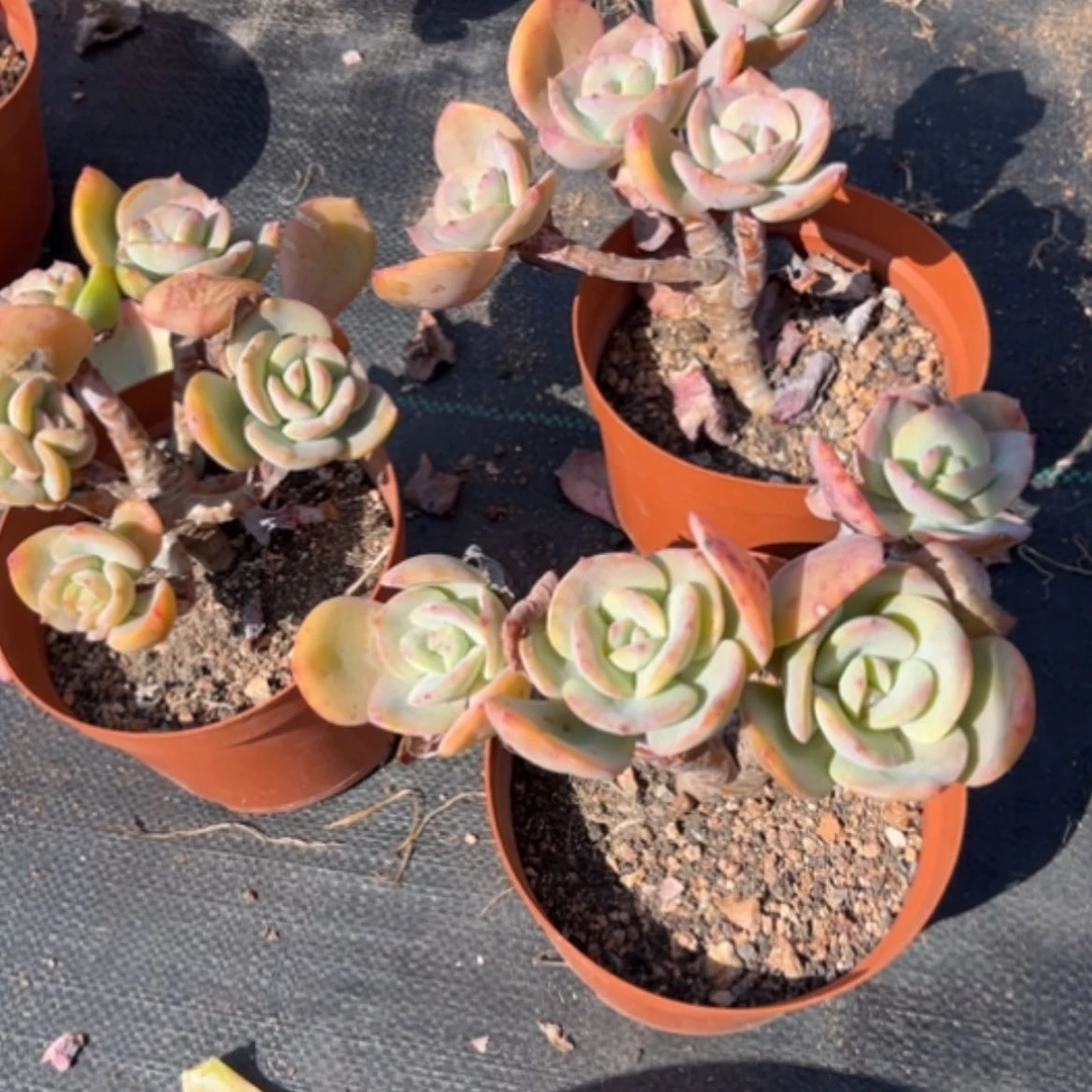 【闪购商品】斜**下白凤