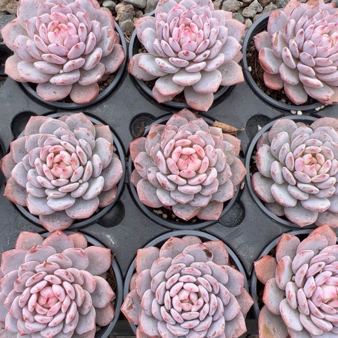 新疆包邮 玉芙蓉