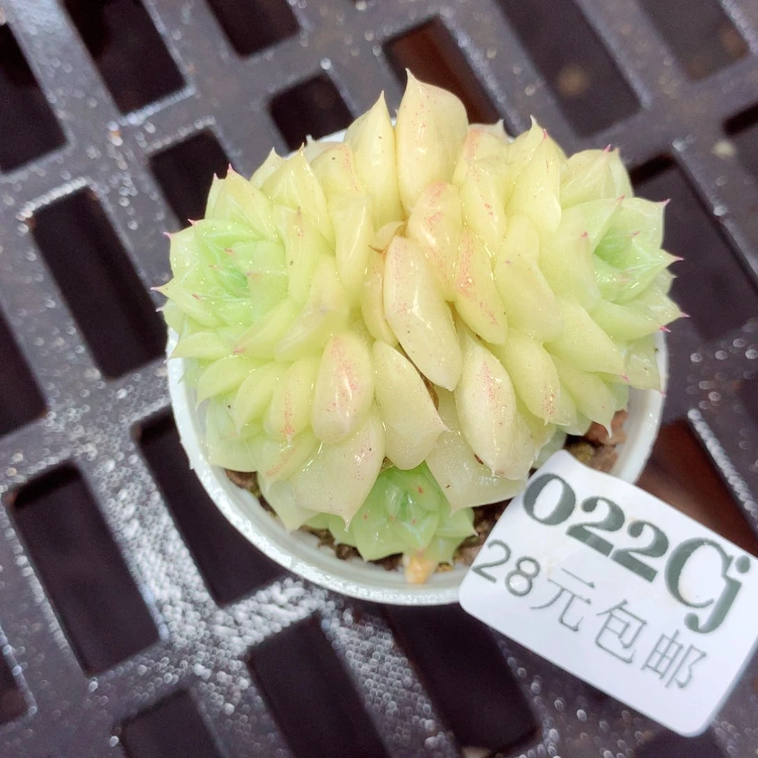 5厘米盆精控多肉022