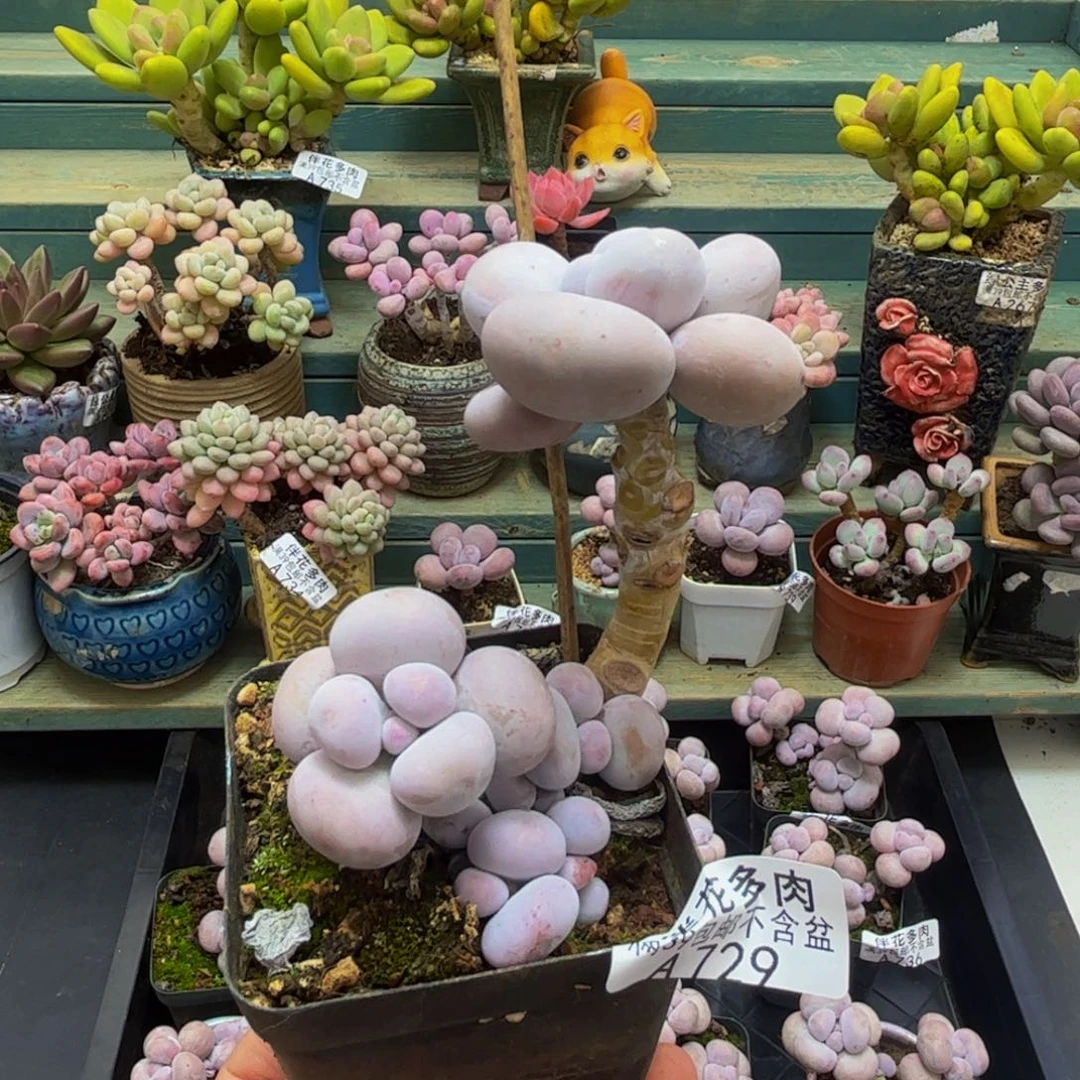 729芭比奶酪6cm多肉