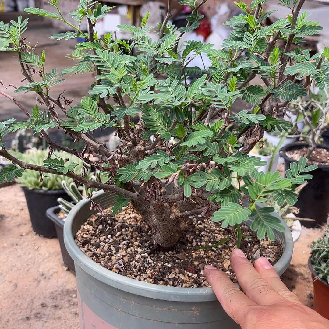 实生沙漠苏木一物一拍