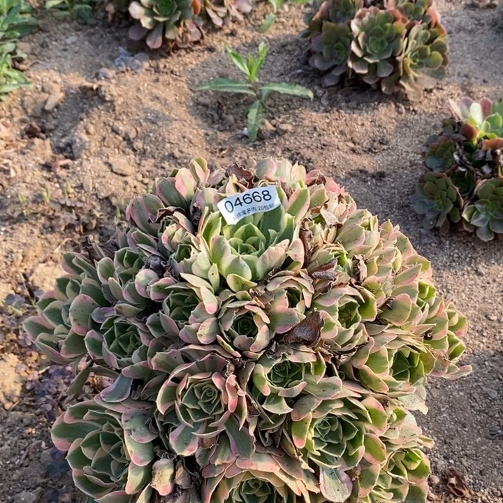 04668邀约多肉植物大时