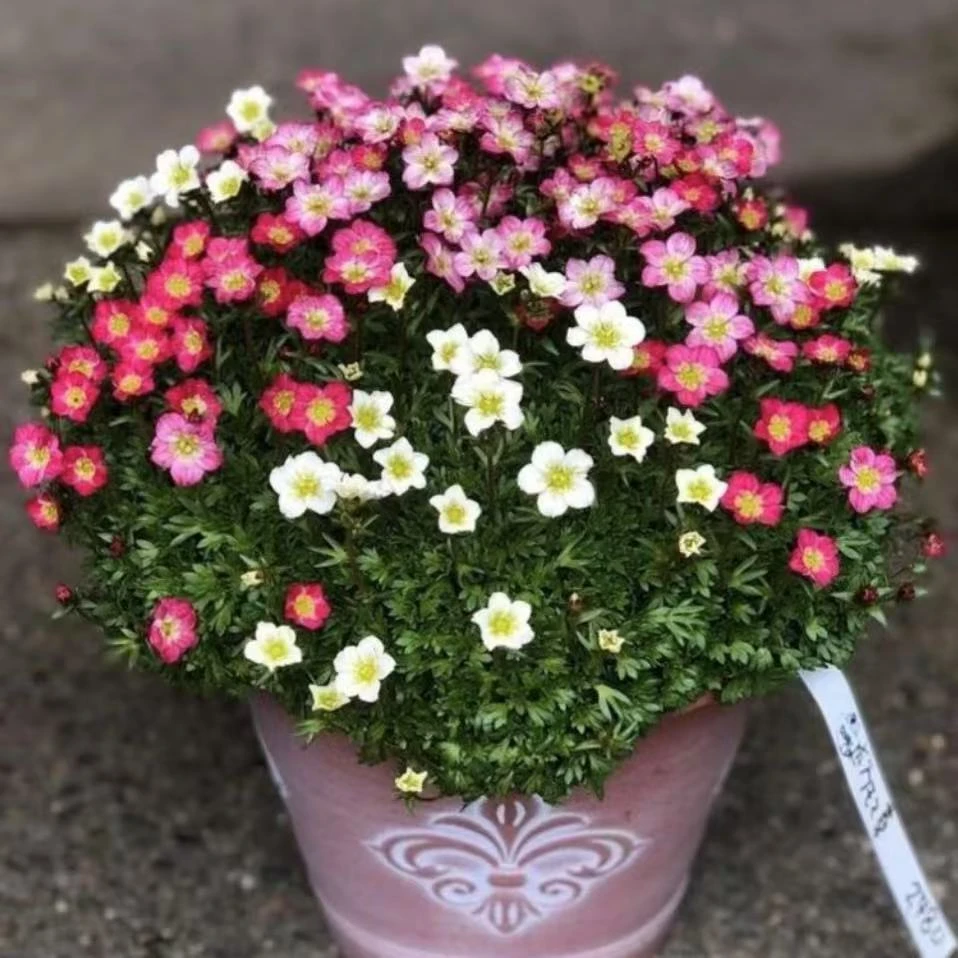 高山虎耳草花开不断庭院阳台桌面爆花耐寒花卉绿植盆栽