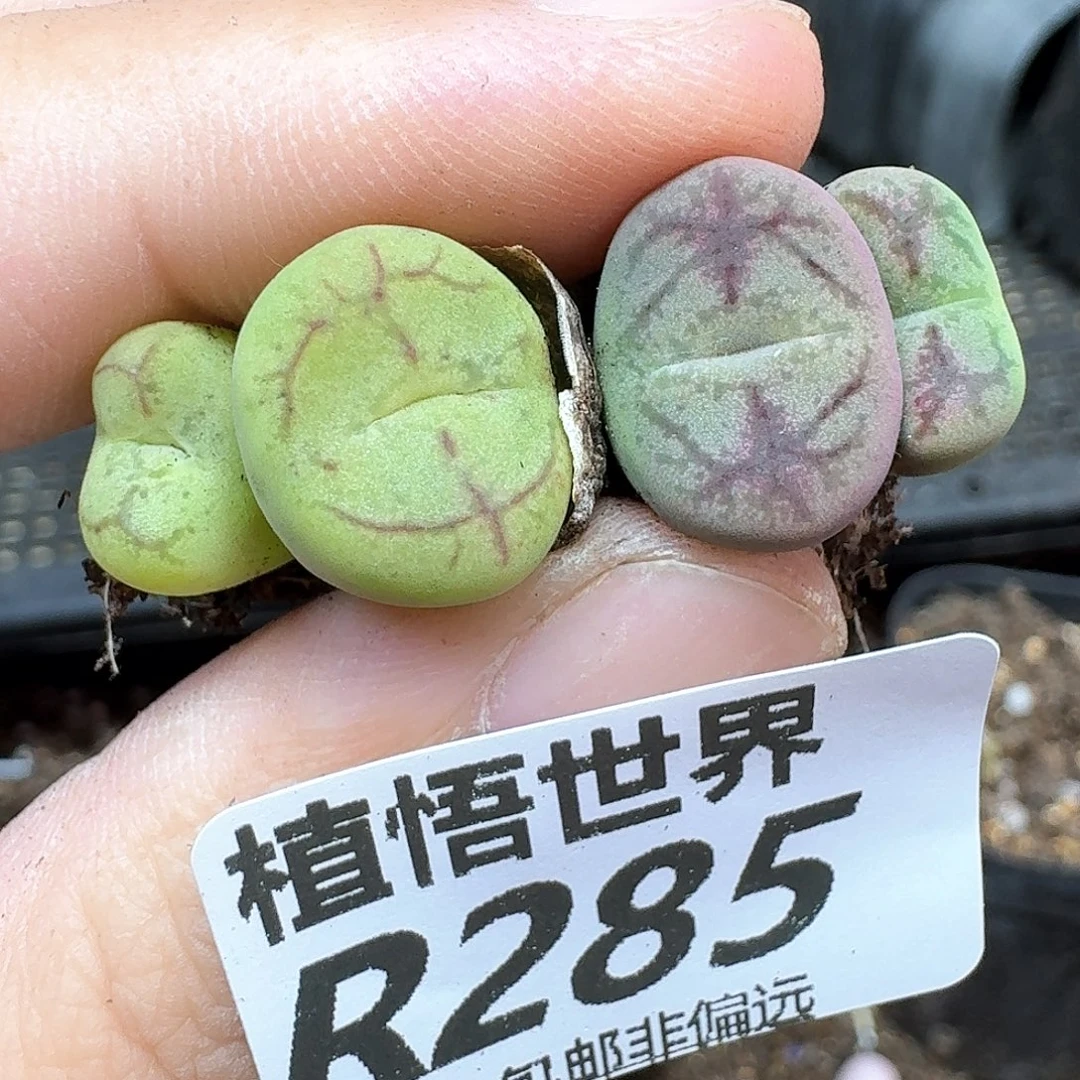 多肉植物的润泽地鹅