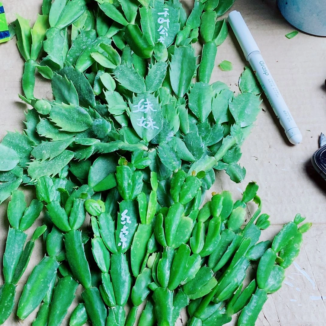 用***8无花朵叶片福利一物一拍