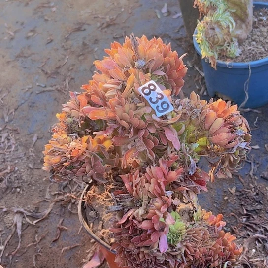 ️***️多肉植物一个法师。