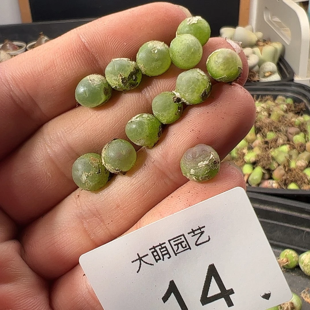 清盒福利无售后。  14