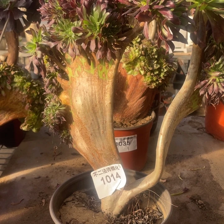 1014，黑法师缀包邮